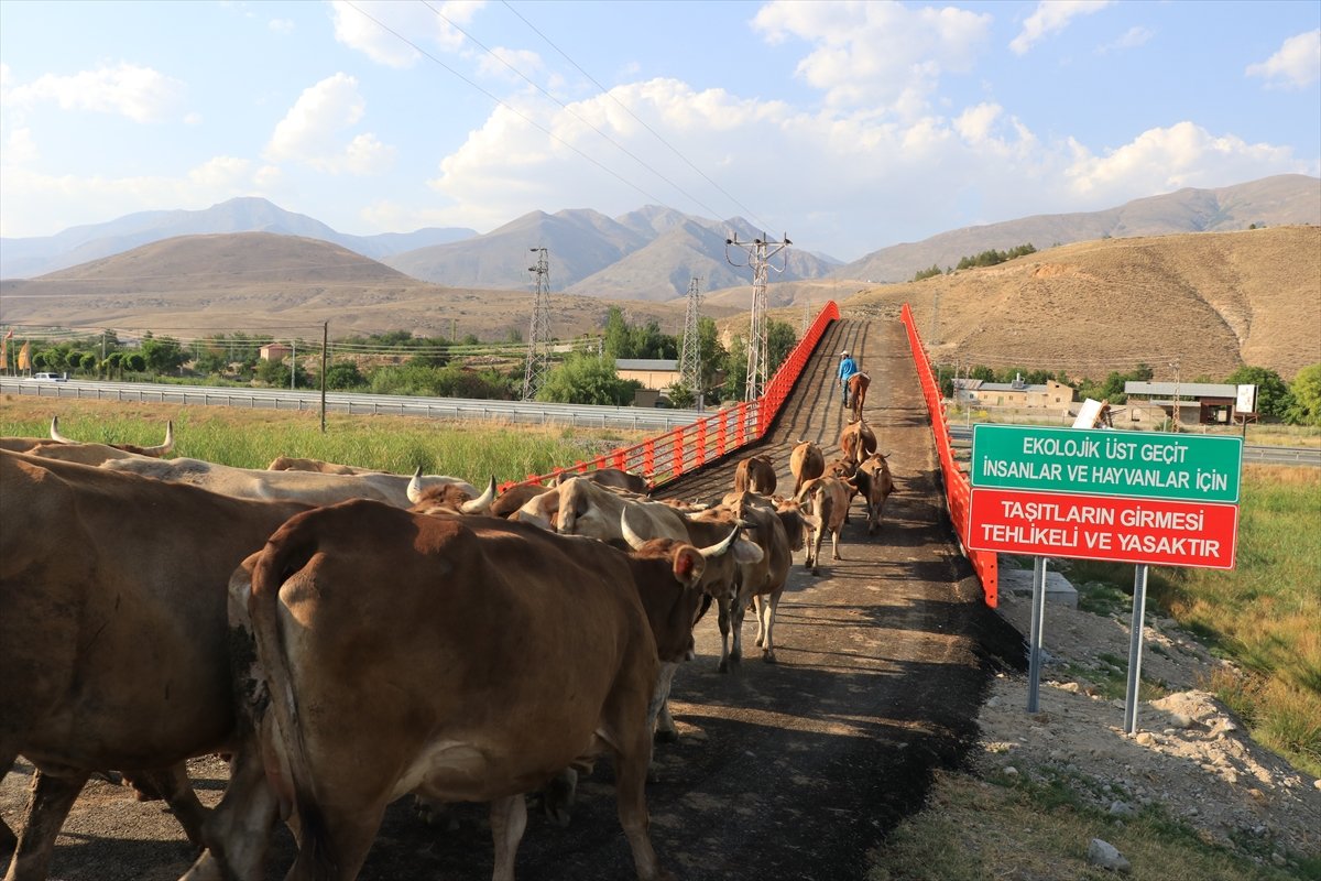 Erzincan da Ekolojik Üst Geçit, güvenli geçiş rotası oldu #2