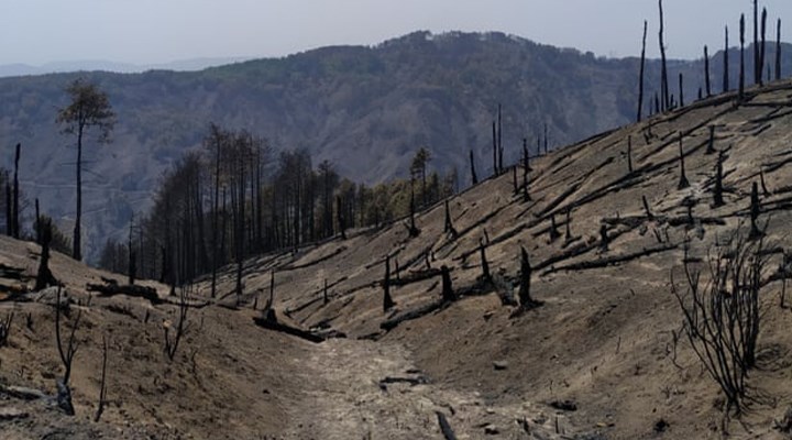 Orman yangınları: Geride küller kaldı