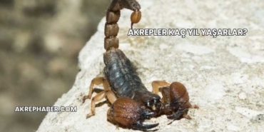 Akrepler Kaç Yıl Yaşarlar?