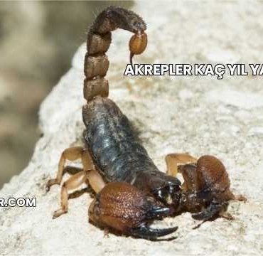 Akrepler Kaç Yıl Yaşarlar?