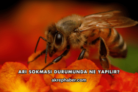 Arı Sokması Durumunda Ne Yapılır