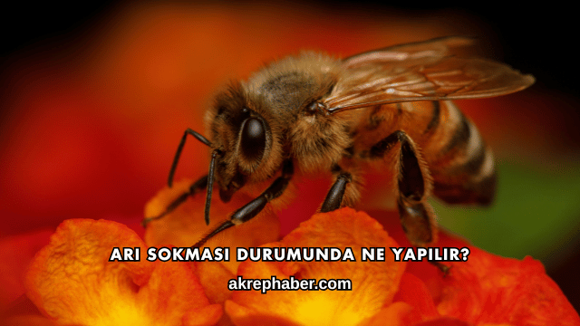 Arı Sokması Durumunda Ne Yapılır