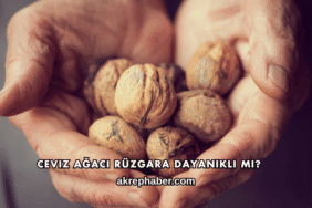 Ceviz Ağacı Rüzgara Dayanıklı mı?