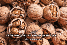 Ceviz Ağaçları Ne Zaman Çiçek Açar?