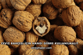 Ceviz Bahçesi İçin Hangi Gübre Kullanılmalı?