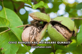 Ceviz Bahçesi Kaç Metrekare Olmalı?