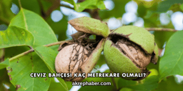 Ceviz Bahçesi Kaç Metrekare Olmalı?