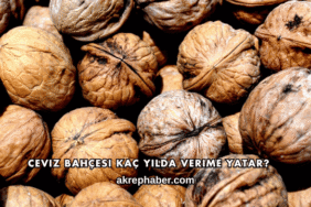Ceviz Bahçesi Kaç Yılda Verime Yatar?