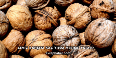Ceviz Bahçesi Kaç Yılda Verime Yatar?