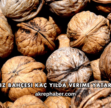 Ceviz Bahçesi Kaç Yılda Verime Yatar?