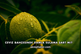Ceviz Bahçesinde Damla Sulama Şart mı?
