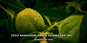 Ceviz Bahçesinde Damla Sulama Şart mı?