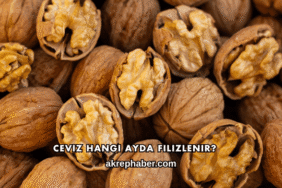 Ceviz Hangi Ayda Filizlenir?