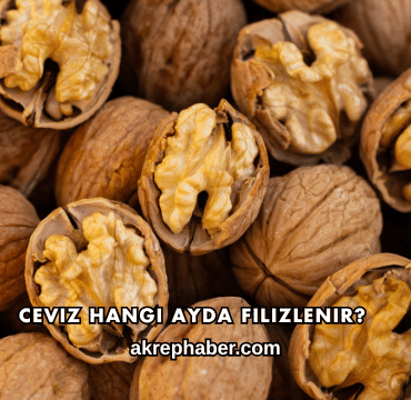 Ceviz Hangi Ayda Filizlenir?