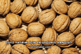 Ceviz Yatırımı İçin En Uygun İl Hangisi?