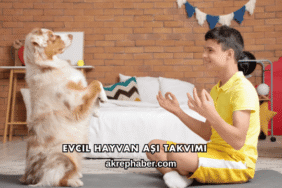 Evcil Hayvan Aşı Takvimi