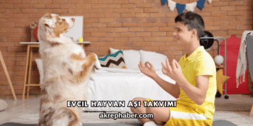 Evcil Hayvan Aşı Takvimi