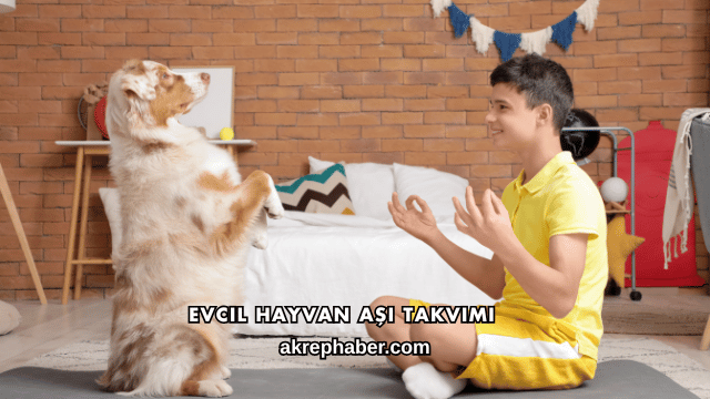 Evcil Hayvan Aşı Takvimi