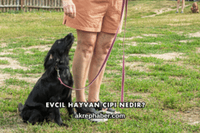 Evcil Hayvan Çipi Nedir?