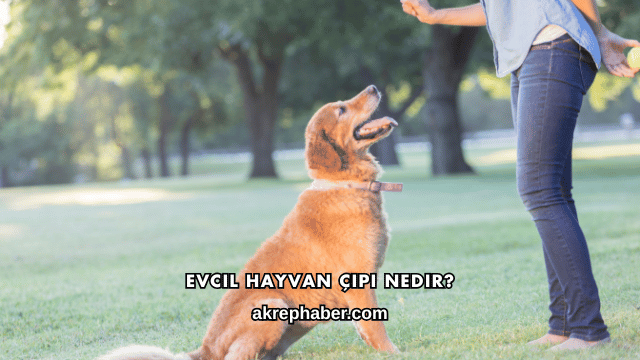 Evcil Hayvan Çipi Nedir?