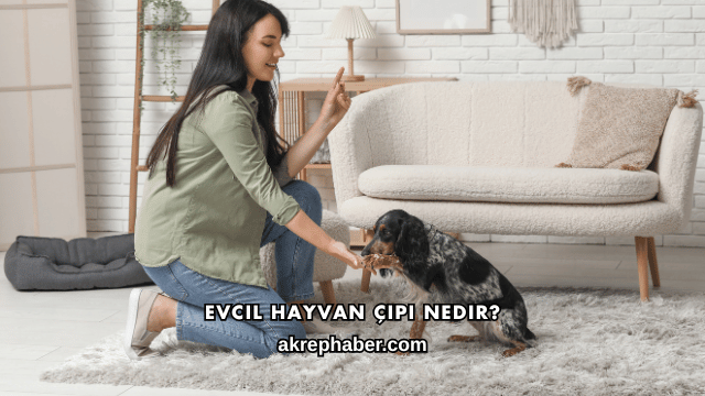 Evcil Hayvan Çipi Nedir?