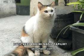 Evcil Kedi Bakımı Nasıl Yapılır?