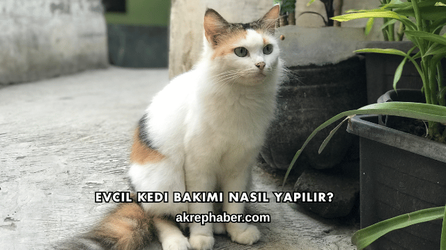 Evcil Kedi Bakımı Nasıl Yapılır?