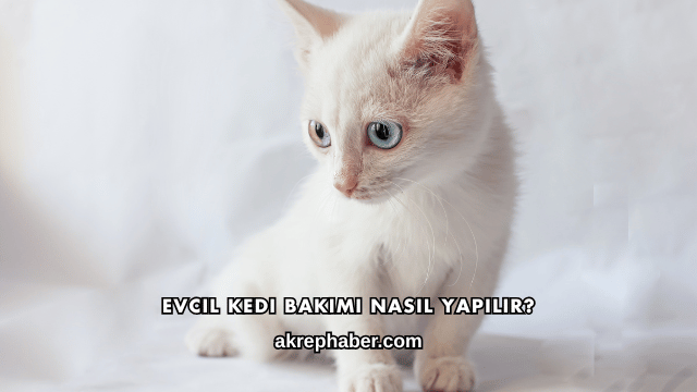Evcil Kedi Bakımı Nasıl Yapılır?