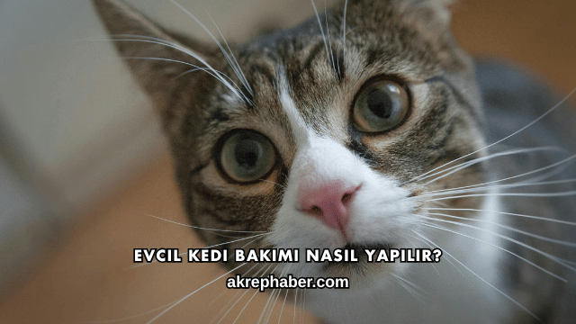 Evcil Kedi Bakımı Nasıl Yapılır?