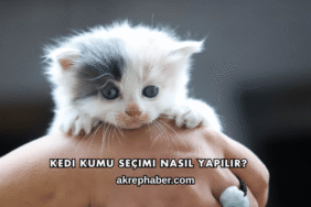 Kedi Kumu Seçimi Nasıl Yapılır?