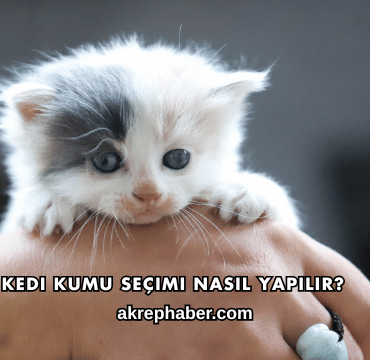 Kedi Kumu Seçimi Nasıl Yapılır?