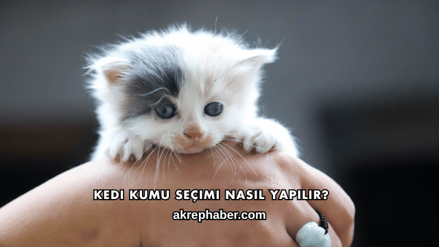 Kedi Kumu Seçimi Nasıl Yapılır?