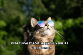 Kedi Tuvalet Eğitimi Nasıl Verilir?