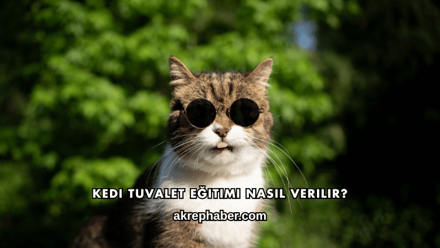 Kedi Tuvalet Eğitimi Nasıl Verilir?