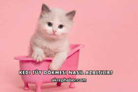 Kedi Tüy Dökmesi Nasıl Azaltılır?