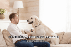 Köpek Eğitimi Evde Nasıl Başlanır?