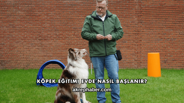 Köpek Eğitimi Evde Nasıl Başlanır?