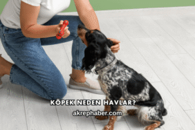 Köpek Neden Havlar?
