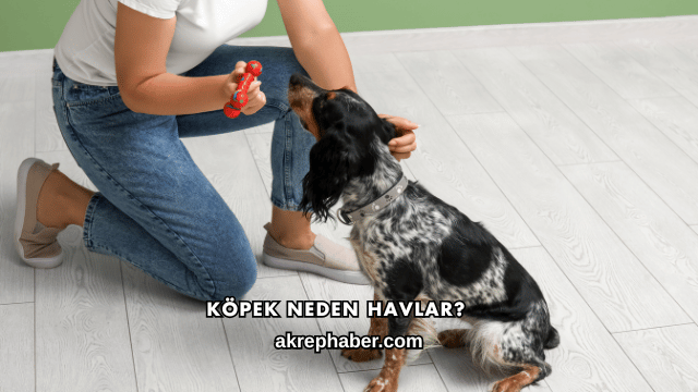 Köpek Neden Havlar?