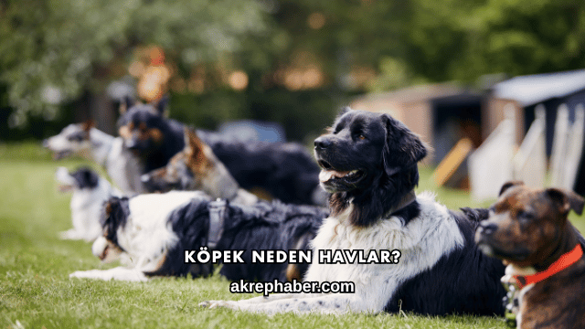 Köpek Neden Havlar?