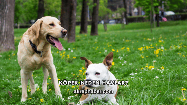 Köpek Neden Havlar?