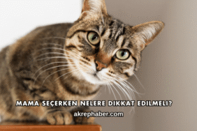 Mama Seçerken Nelere Dikkat Edilmeli?
