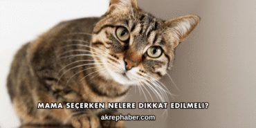 Mama Seçerken Nelere Dikkat Edilmeli?