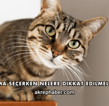 Mama Seçerken Nelere Dikkat Edilmeli?