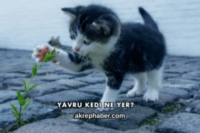 Yavru Kedi Ne Yer?