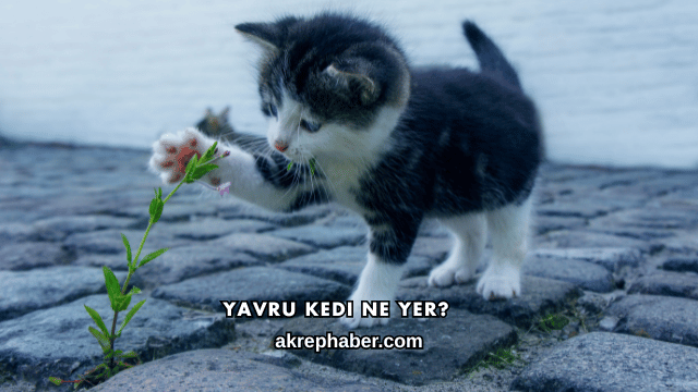 Yavru Kedi Ne Yer?